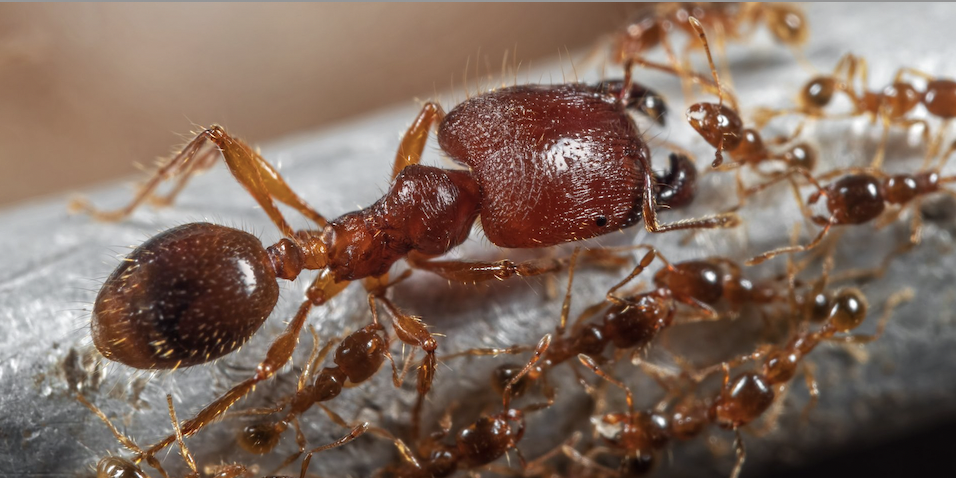 A troop of worker ants with a soldier big-headed ant. Photo credit: Adobe Stock